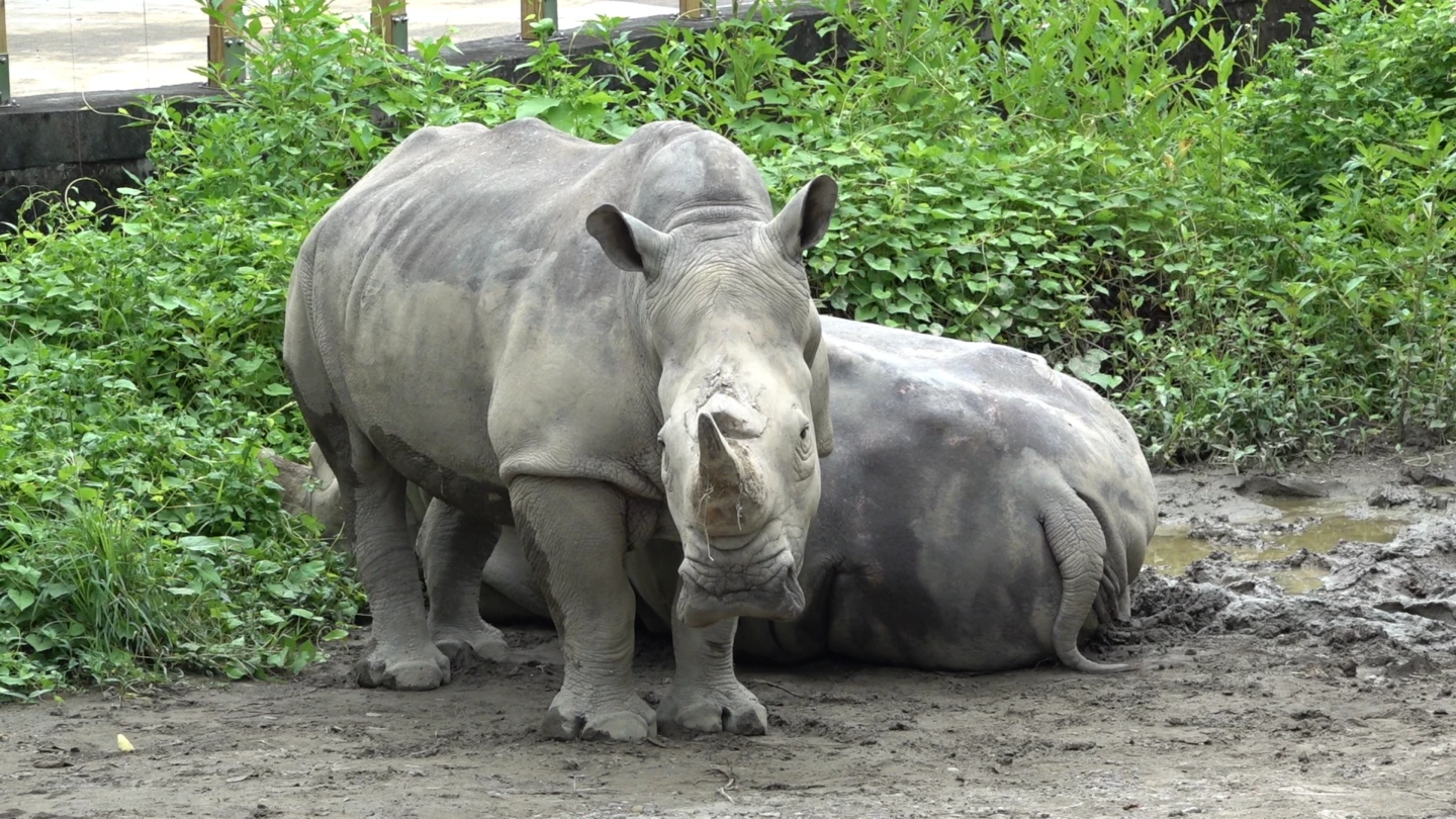 白犀牛「犀慧」18日離世。台北市立動物園提供