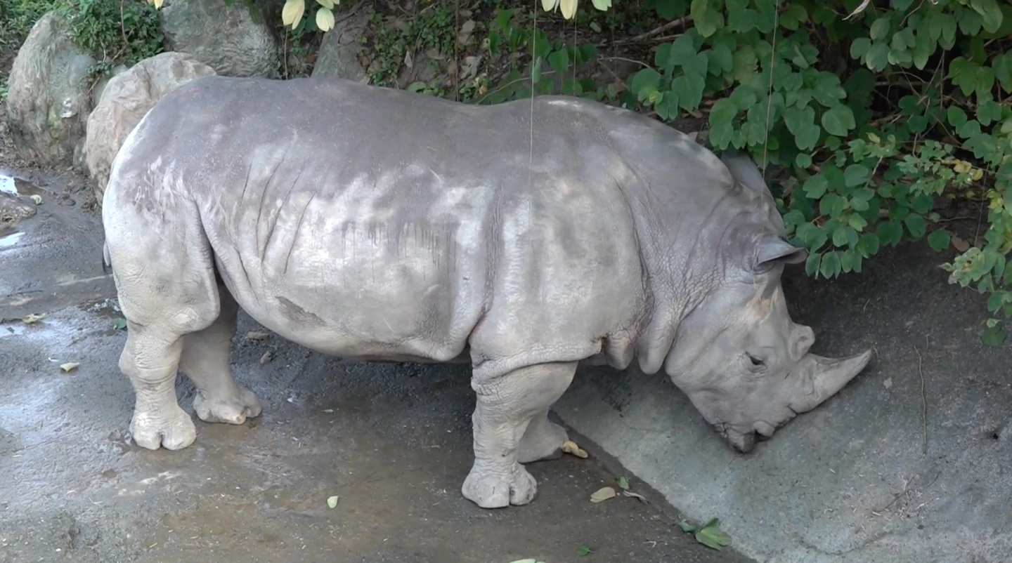 「犀慧」生前靠牆休息畫面。台北市立動物園提供