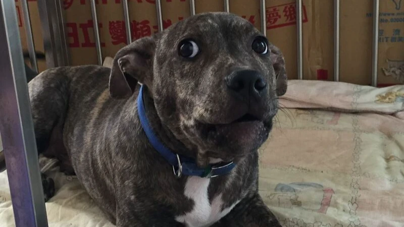 竹北一隻比特犬跑出家中,在街頭隨機攻擊寵物犬,動保所揪飼主3項疏失,開罰8萬6千元。新竹縣動保所提供