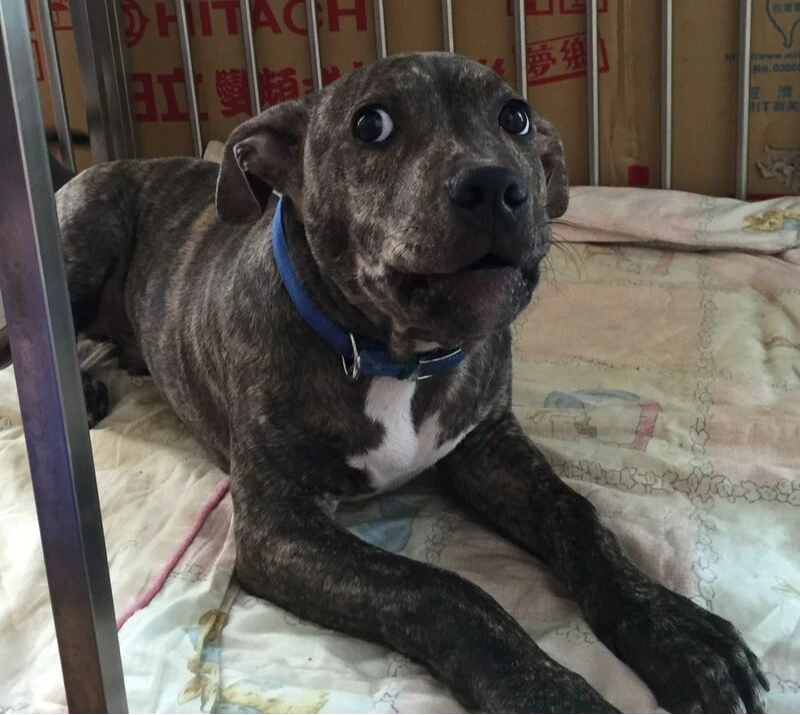 竹北一隻比特犬跑出家中,在街頭隨機攻擊寵物犬,動保所揪飼主3項疏失,開罰8萬6千元。新竹縣動保所提供