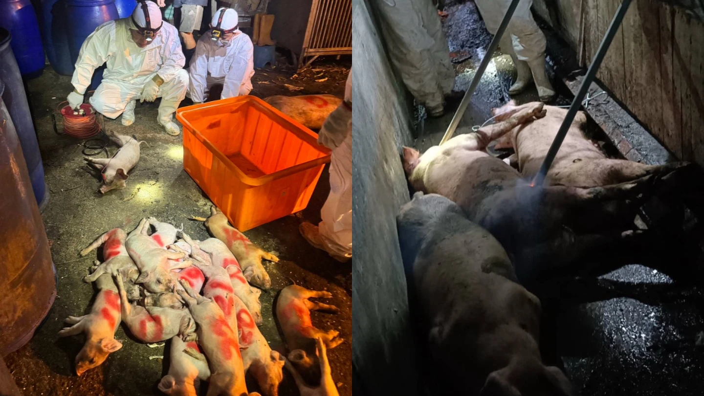 台中梧棲一養豬場通報疑似非洲豬瘟案例,預防性撲殺195頭豬。農業部提供