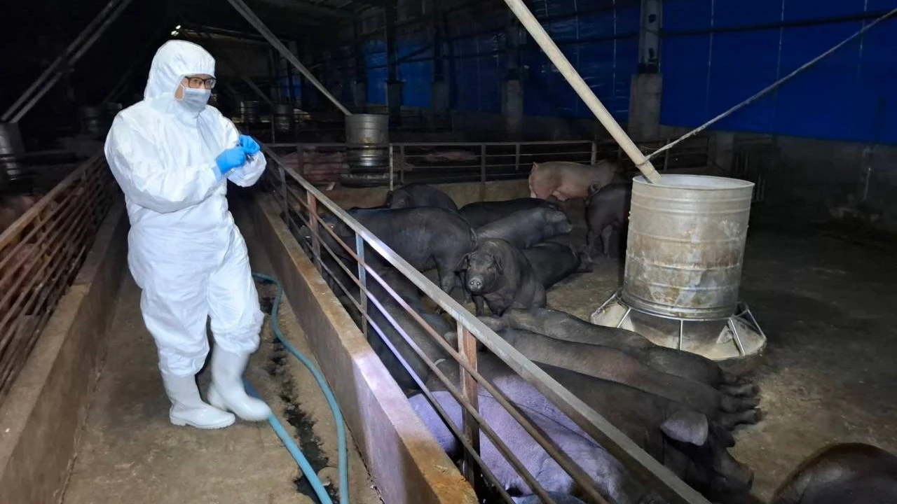 台中市梧棲區一處養豬場,10日就出現豬隻疑似感染非洲豬瘟暴斃,市府卻遲至20日才採樣送驗,昨急連夜撲殺195豬隻。中市府提供