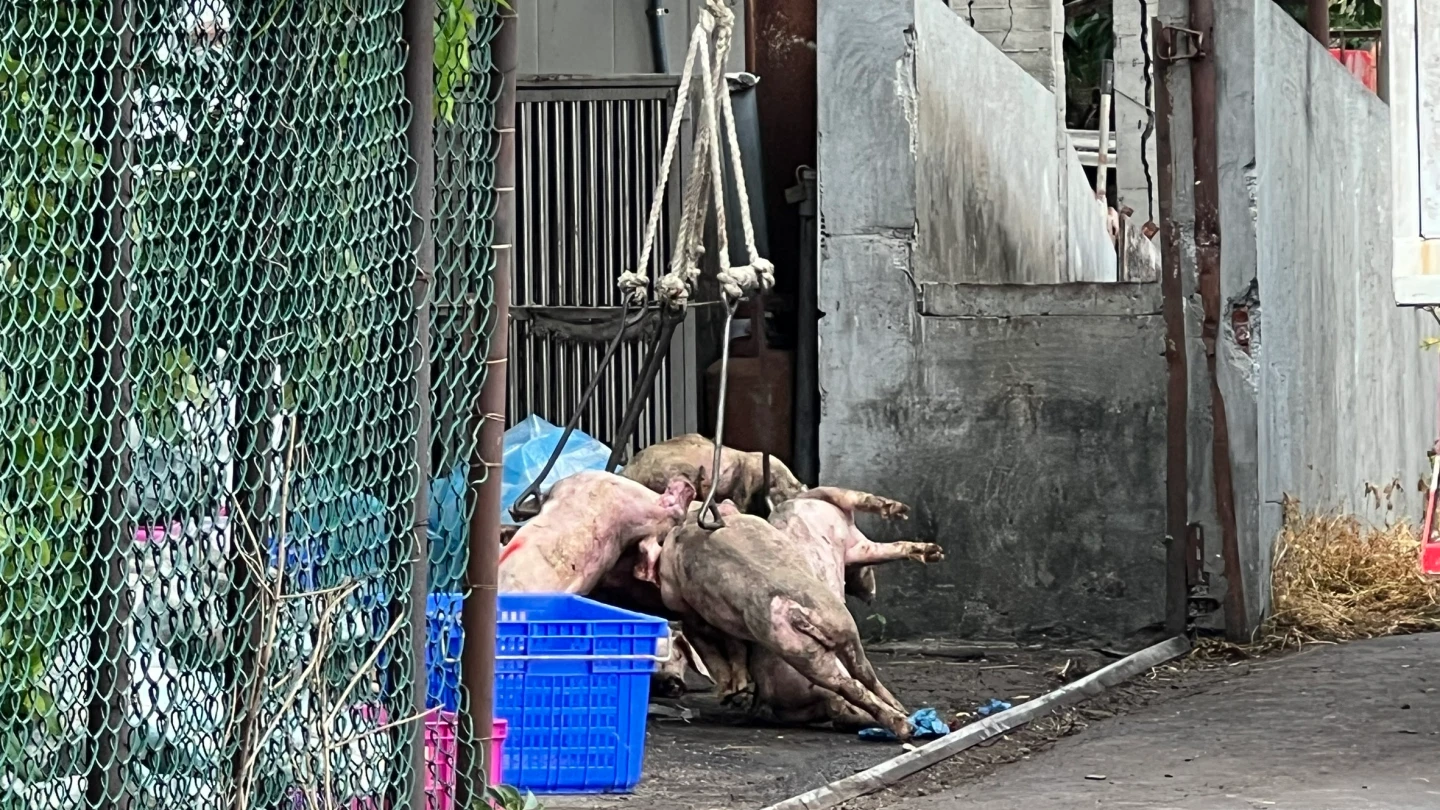 台中梧棲養豬場爆發非洲豬瘟遭撲殺豬隻。民眾提供