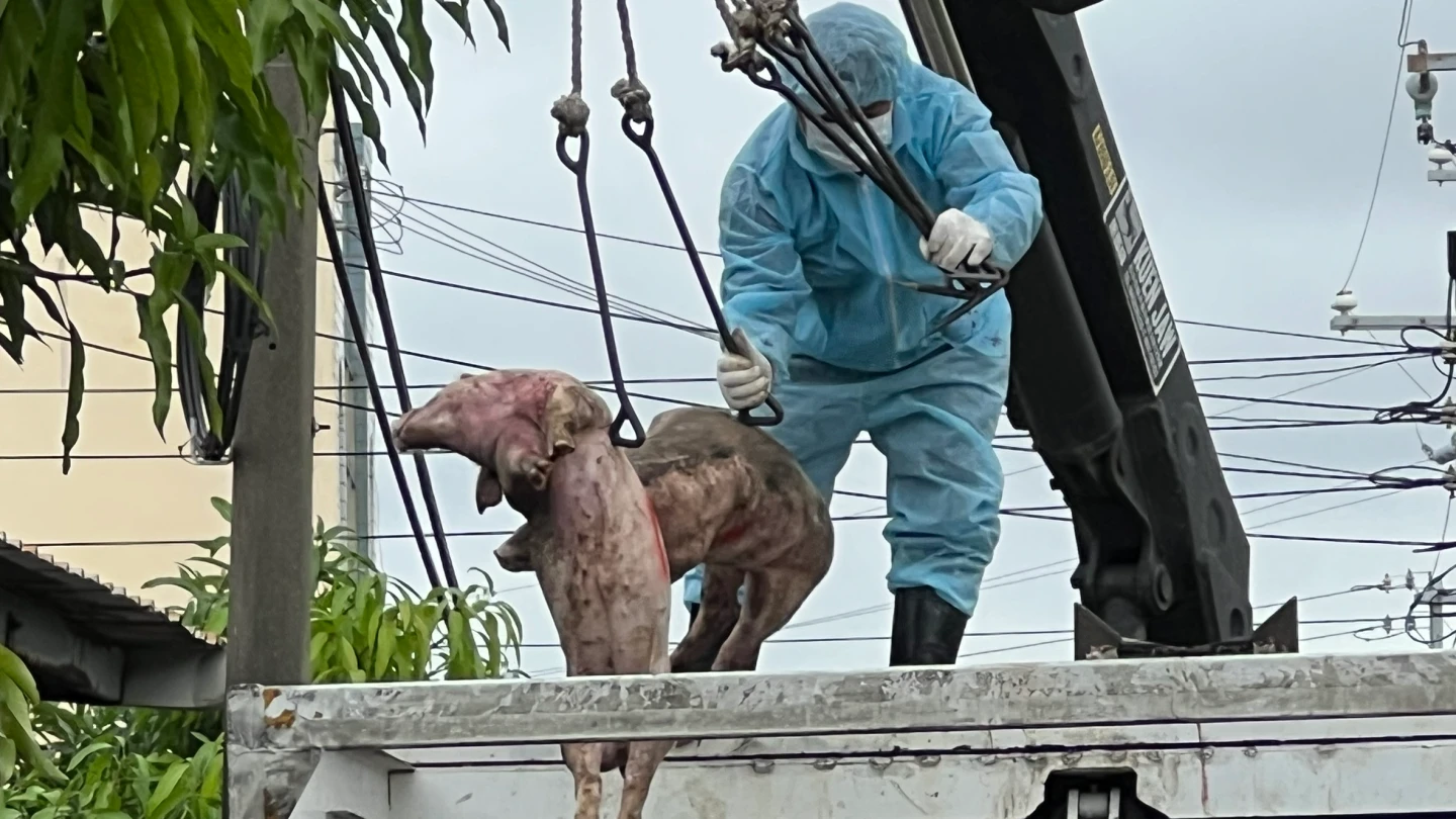 台中養豬場爆發非洲豬瘟,市府防疫人員將撲殺豬隻吊上垃圾車。民眾提供