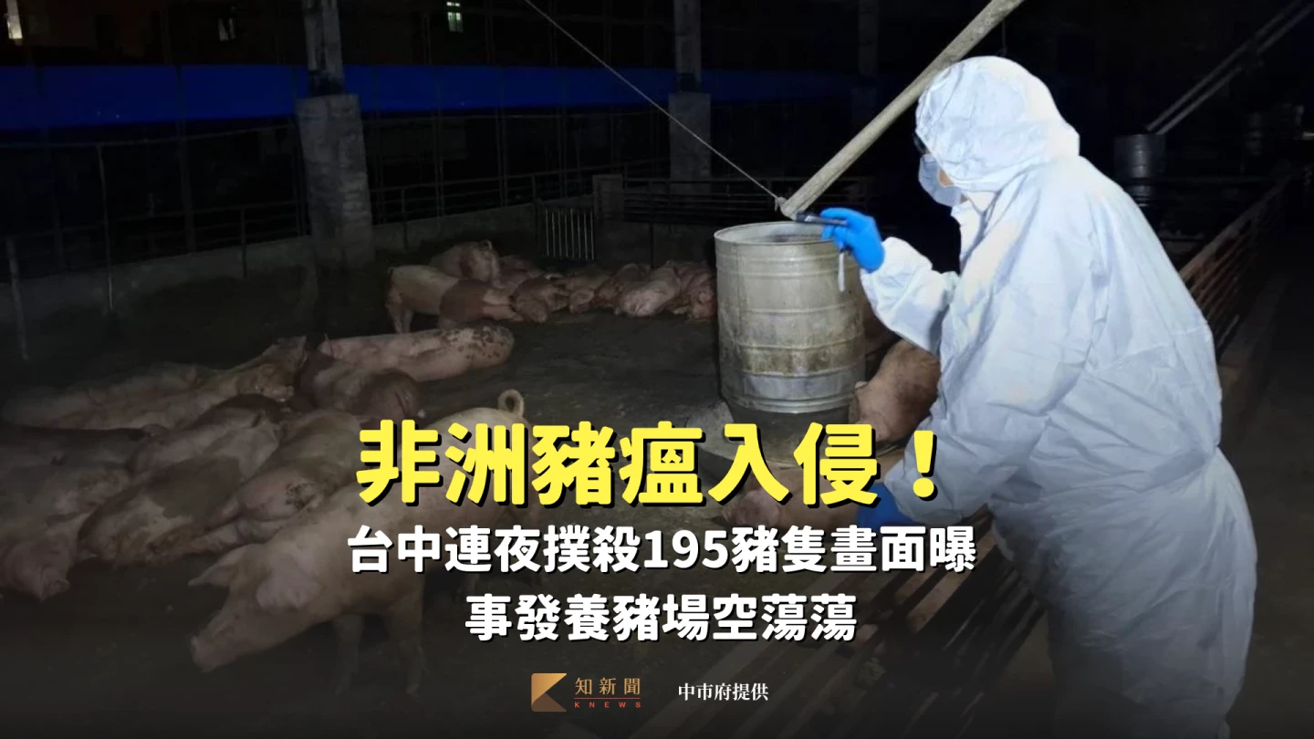 台中養豬場爆發非洲豬瘟,市府防疫人員將撲殺豬隻吊上垃圾車。民眾提供