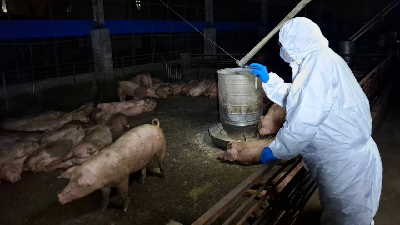 台中市梧棲區一處養豬場出現疑似感染非洲豬瘟,動防處人員昨晚緊急撲殺場內195頭豬隻。中市府提供