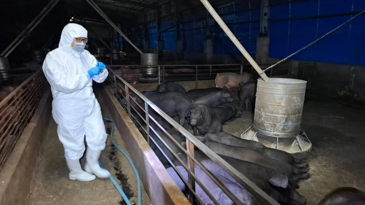 台中養豬場爆發非洲豬瘟,動防處人員穿著防護衣,進入豬場進行撲殺。中市府提供