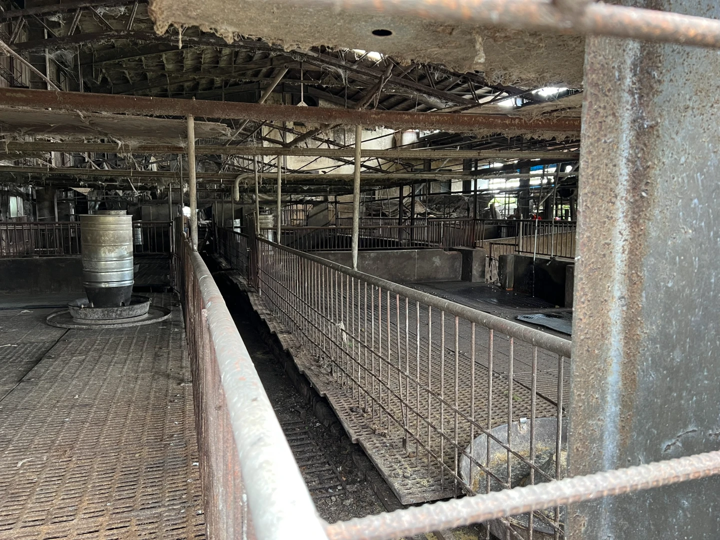 非洲豬瘟台中事發養豬場。民眾提供