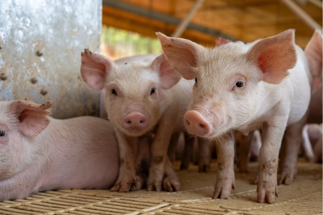 滷肉飯不能亡!「非洲豬瘟」病毒存冷藏肉100天 吃染病豬會如何QA一次看