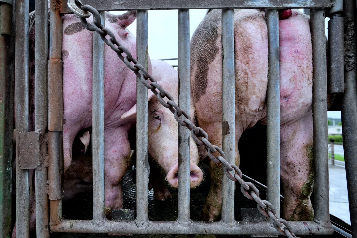 「豬瘟」牽動台灣800億年產值 陳駿季:主動暫停輸出生鮮豬肉