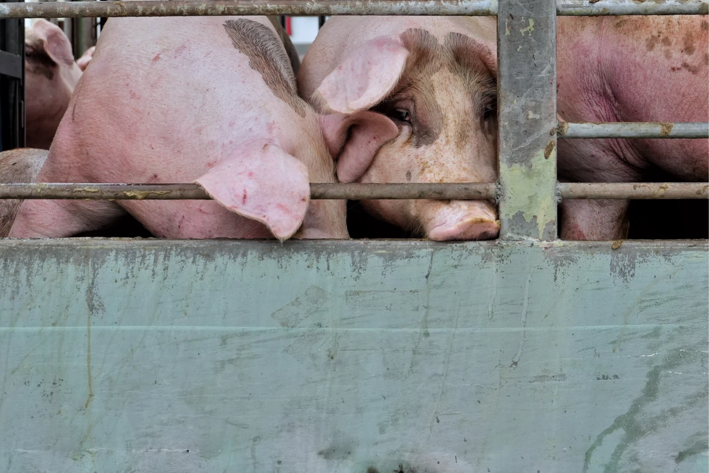 非洲豬瘟｜全台豬肉3成來自雲林！「養豬最大縣」啟動守護150萬頭豬　張麗善：全縣無廚餘飼養