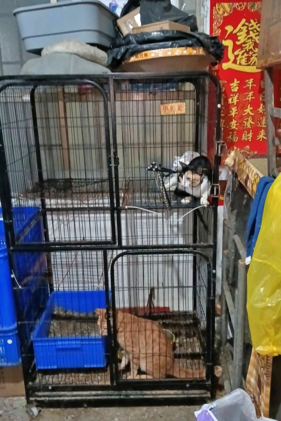 動保處認為飼養環境不佳,已將3貓帶走。動保處提供