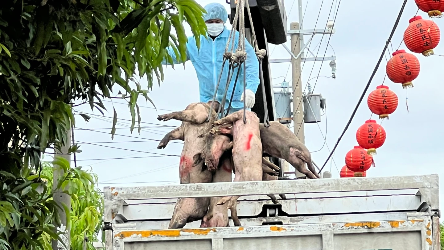 防疫人員將撲殺豬隻吊上貨車,運往銷毀。民眾提供