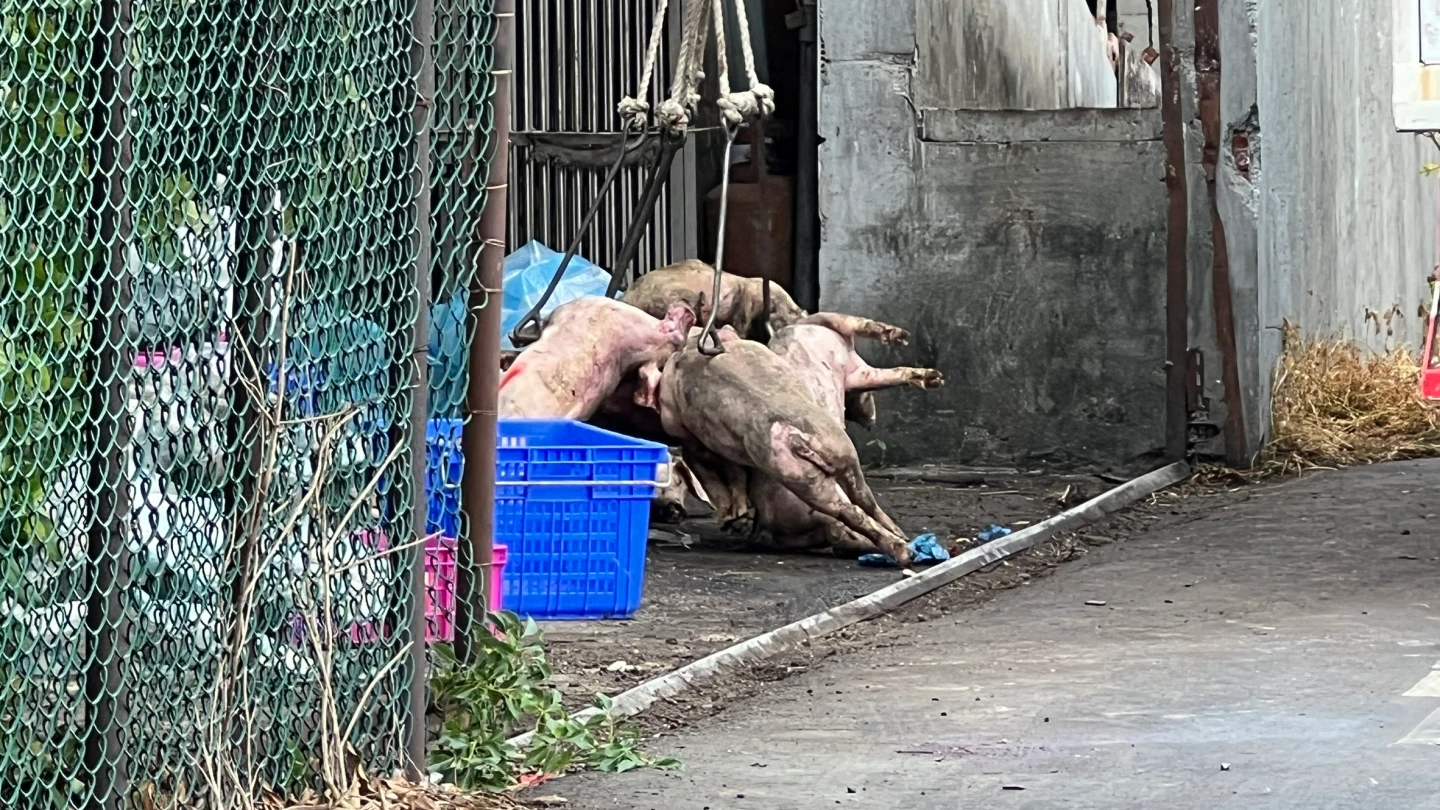 台中梧棲養豬場遭撲殺豬隻。民眾提供