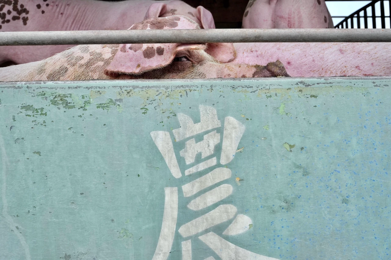 非洲豬瘟早在1921年就被發現,至今尚未絕跡。林林攝