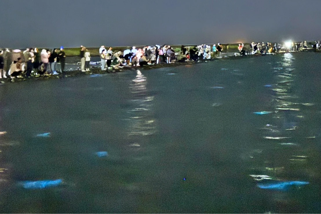 台南藍眼淚大爆發,人潮隨之蜂擁。昌樺溫馨館顧晨義提供