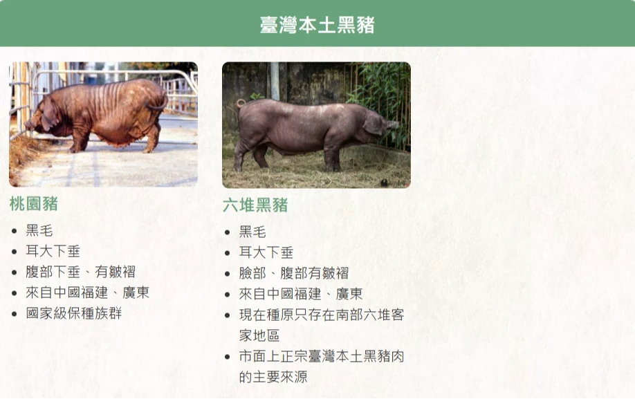 台灣本土黑豬有「桃園豬」與「六堆黑豬」,其中市面上的黑豬肉主要來自「六堆黑豬」。取自農業部食農教育資訊整合平台