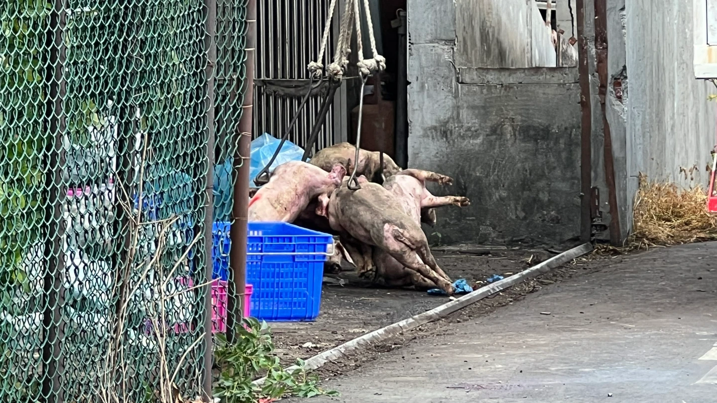 台中梧棲養豬場遭撲殺豬隻。民眾提供