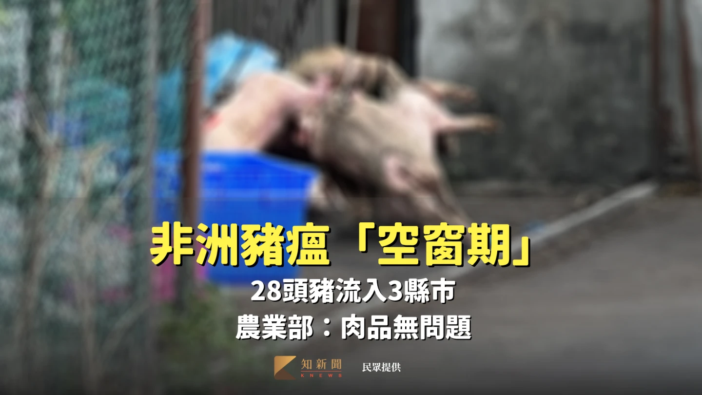 台中爆發非洲豬瘟,案發場連夜撲殺195頭豬隻。民眾提供