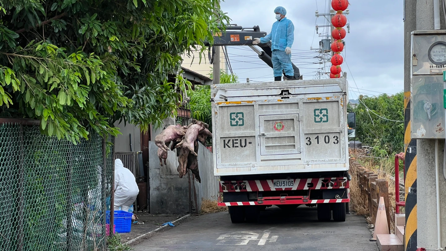 防疫人員將撲殺豬隻吊上貨車,運往掩埋場進行掩埋。王煌忠攝