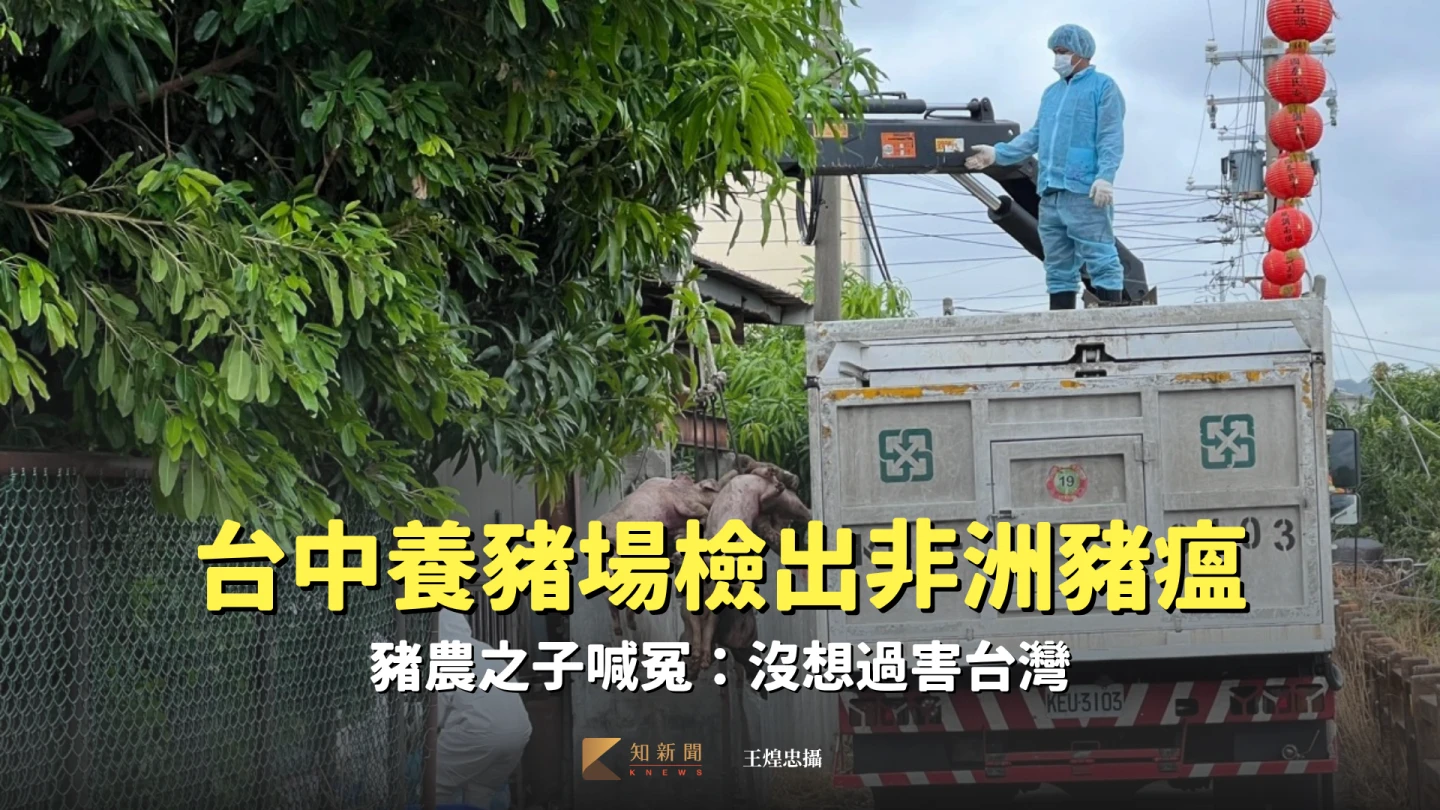 防疫人員將撲殺豬隻吊上貨車,運往掩埋場進行掩埋。王煌忠攝