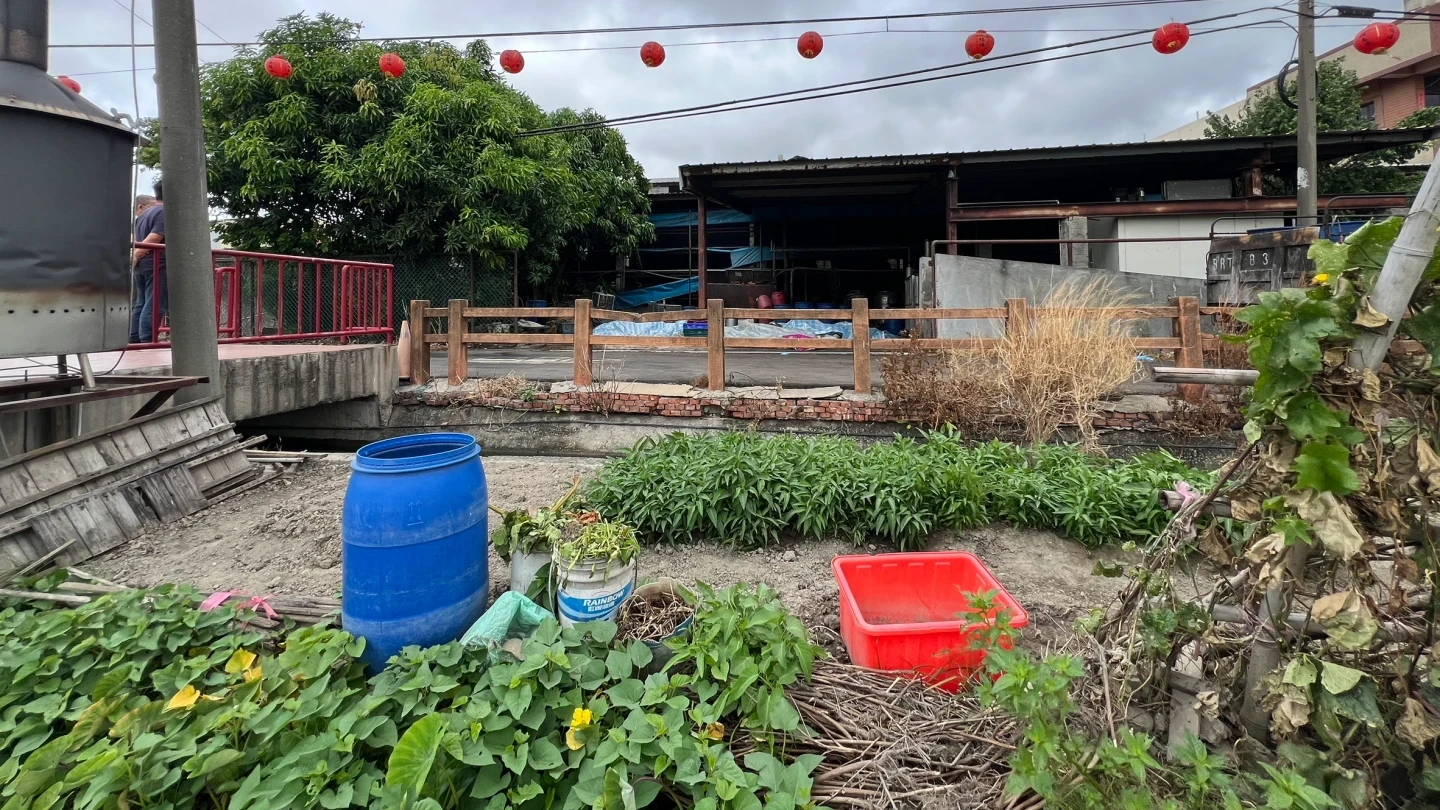 台中梧棲陳姓父子經營的養豬場,驚傳豬隻疑似感染非洲豬瘟大量暴斃。王煌忠攝