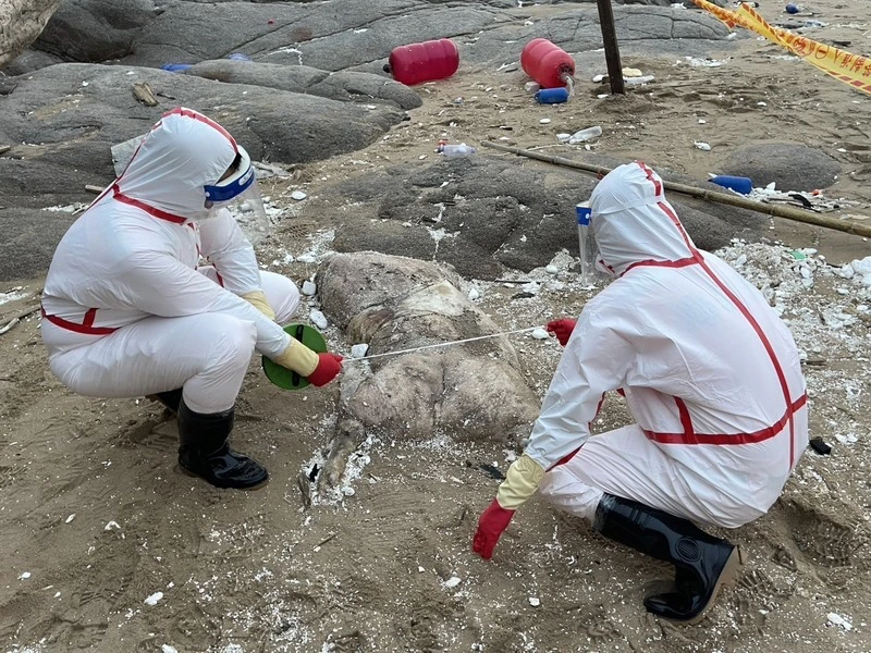馬祖北竿鄉芹壁村23日發現疑似海漂死亡豬隻,現場拉起封鎖線進行管制,經檢疫人員採樣及環境清潔消毒後,完成死亡豬隻焚燬及掩埋作業,全案均依標準作業程序處理。海巡署提供
