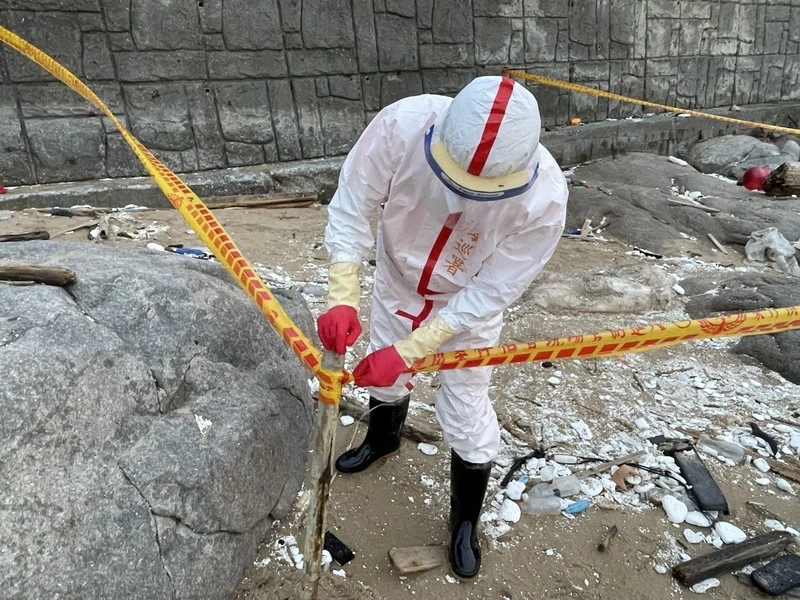 海巡署金馬澎分署第10(馬祖)岸巡隊23日獲報,北竿芹壁沙灘發現死亡豬隻,立即調派巡邏人員前往應處,於現場拉起封鎖線,並通報連江縣政府產業發展處等相關單位派員處理。海巡署提供