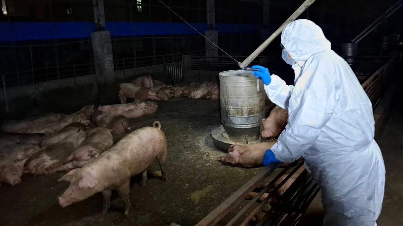 非洲豬瘟採檢羅生門!特約獸醫打臉中市府 農業局急改口並配合調查