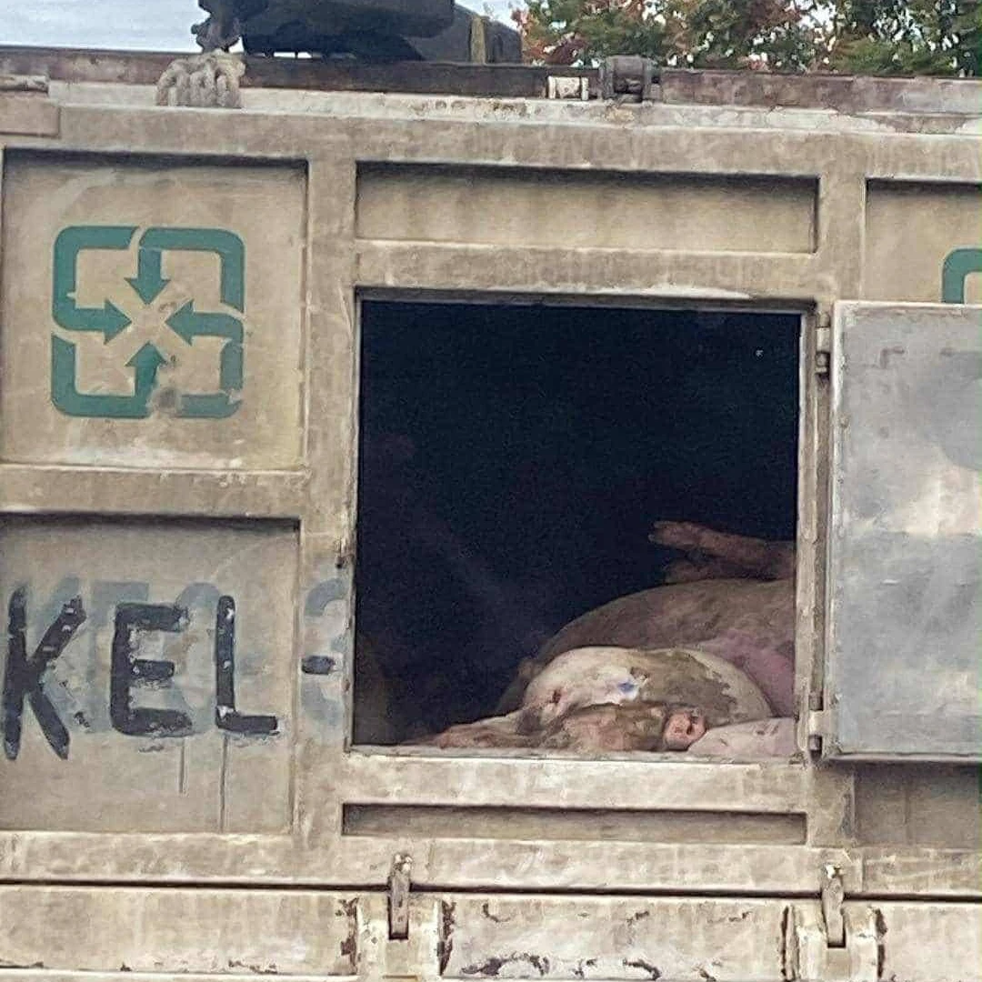 前立委陳柏惟昨晚在臉書貼出一張載運死豬的化製車後門未關,引發外界對防疫的憂心。翻攝陳柏惟臉書