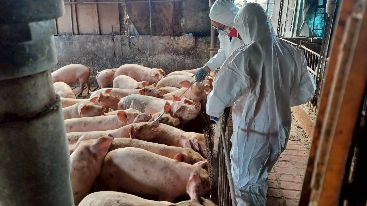 非洲豬瘟追查進度!40關聯場採檢均陰性 杜文珍:關鍵期「防疫視同作戰」