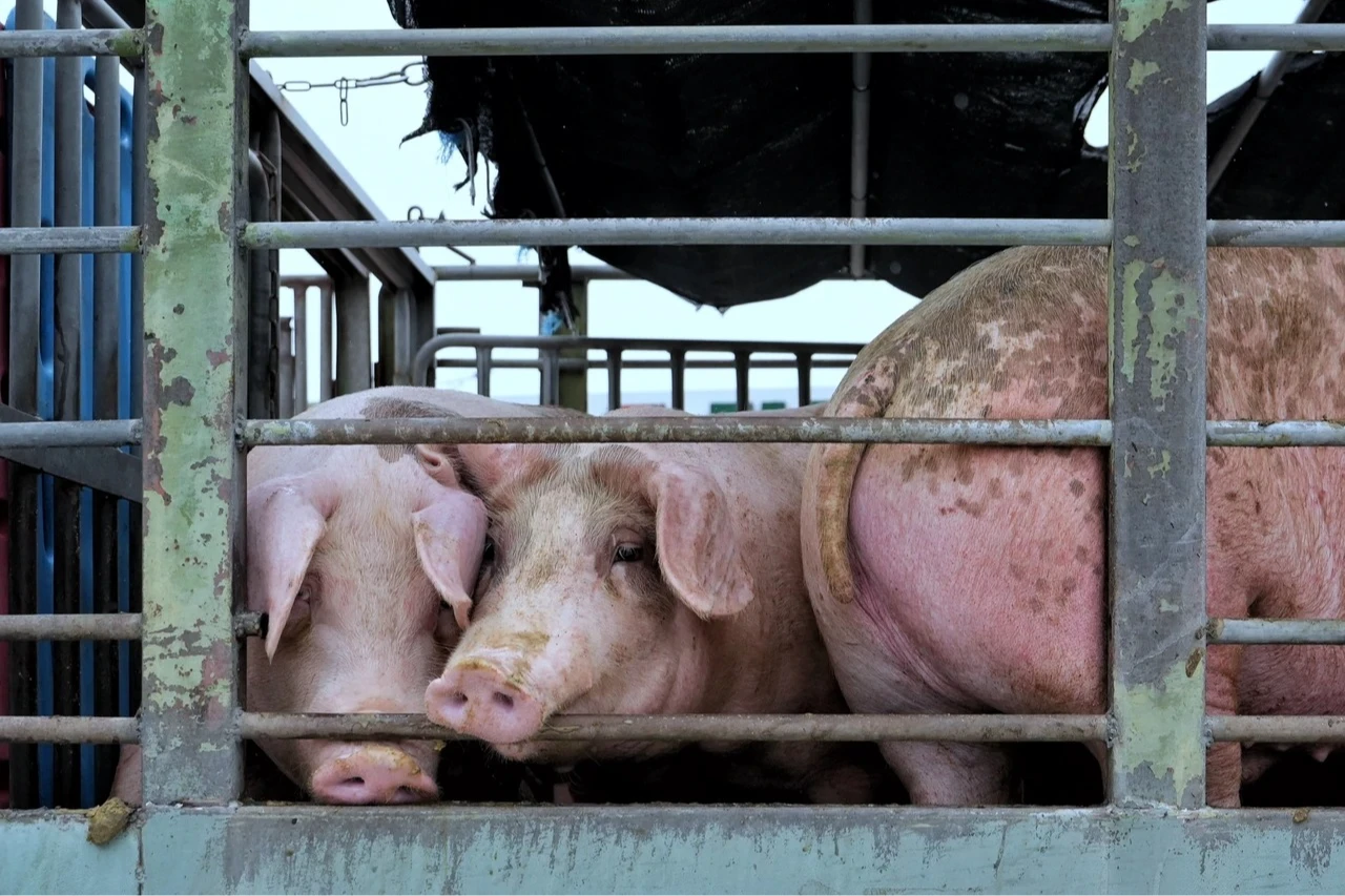 豬豬示意圖。資料照,林林攝