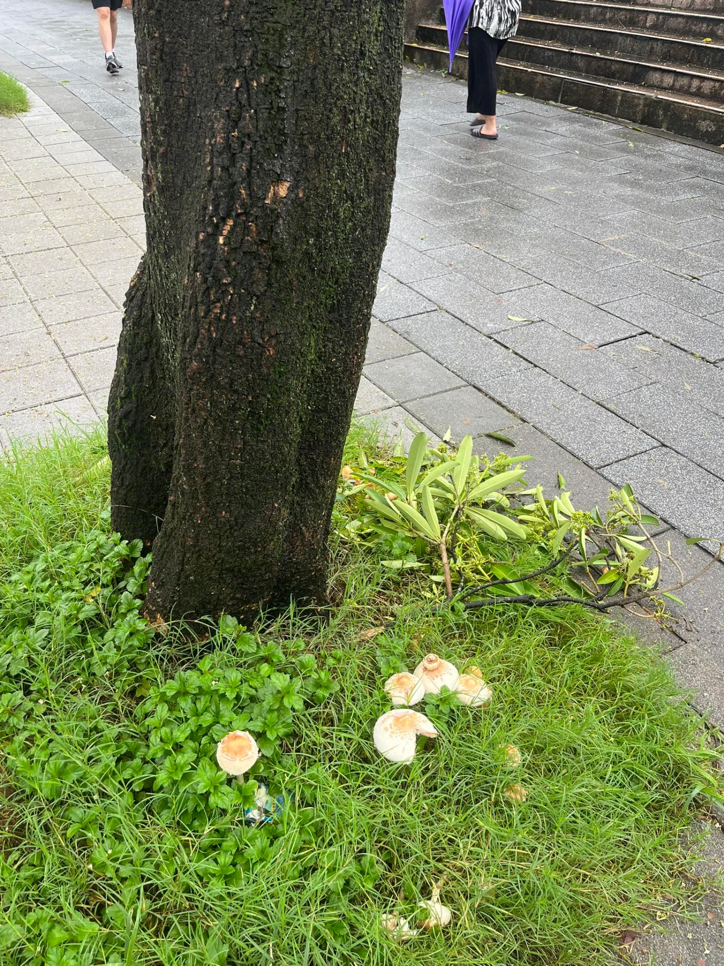 北市東湖國小附近的樹下出現菇類。取自FB @ 【我是東湖人】(社團版)