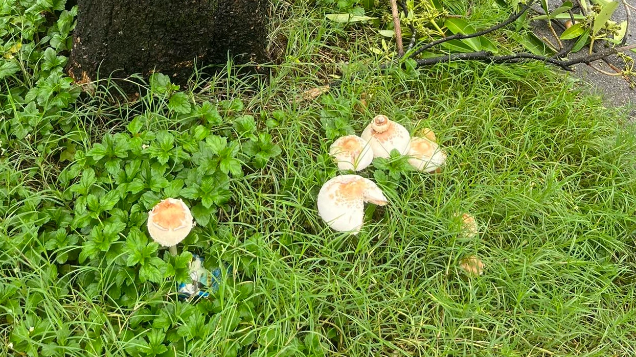 北市「濕到長香菇」 北台灣菇照大爆發!基隆「巨無霸菇」最驚人