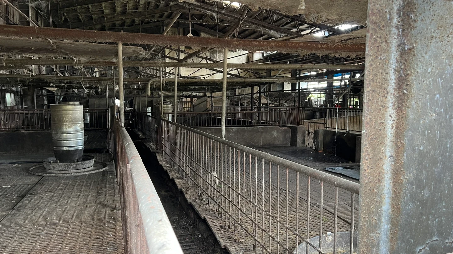 台中地檢署主任檢察官23日率隊前往案發豬場勘驗。王煌忠攝