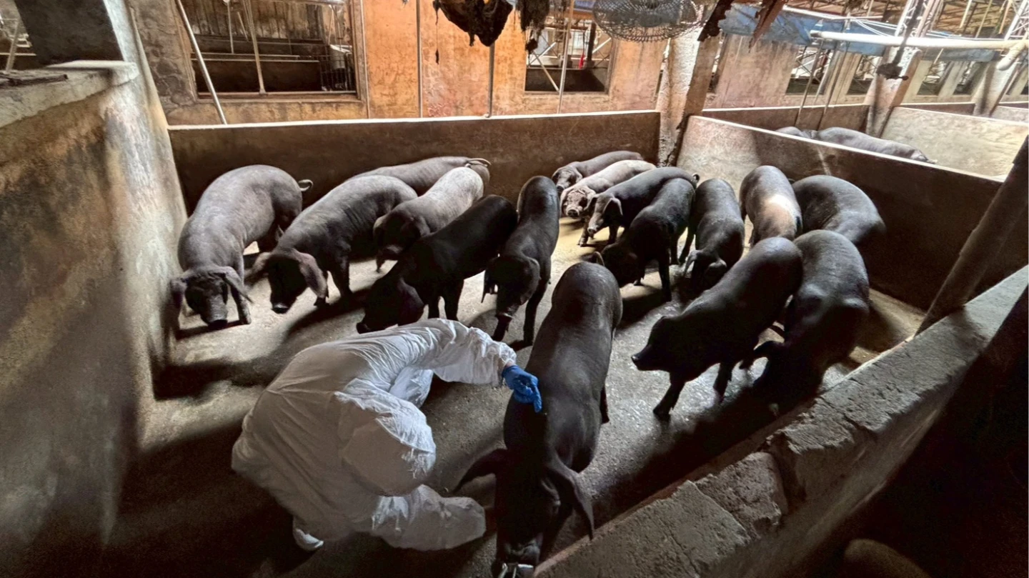 非洲豬瘟爆羅生門！案場9月就有死豬、三聯單數字兜不攏　中市府急發聲