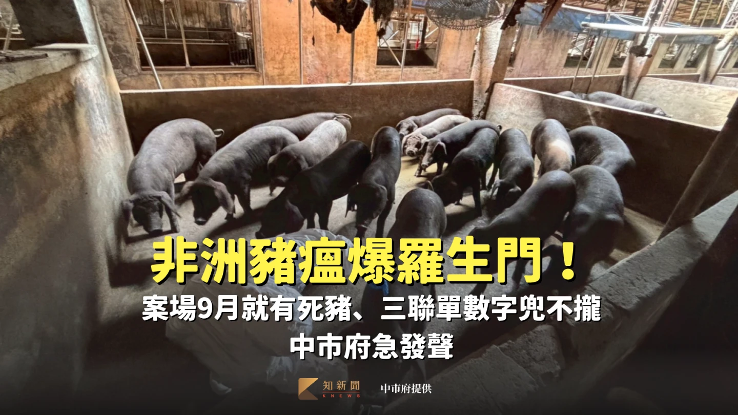 非洲豬瘟爆羅生門!案場9月就有死豬、三聯單數字兜不攏 中市府急發聲