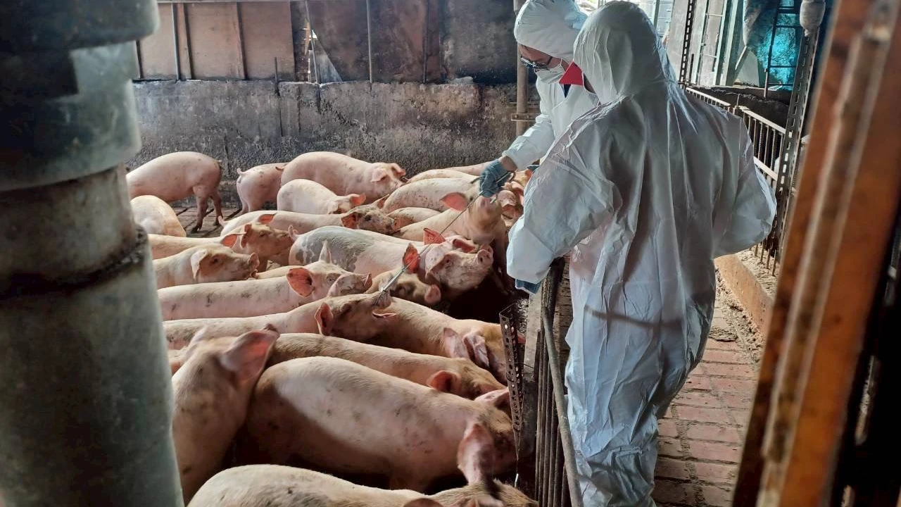 力拚清零!農業部祭通報獎勵:發現豬隻出血等豬瘟症狀「每案5千元」