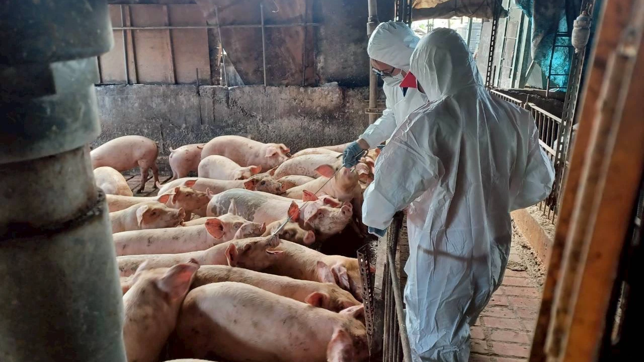 防疫人員全力訪視豬場採驗,防堵疫情擴散。中市府提供