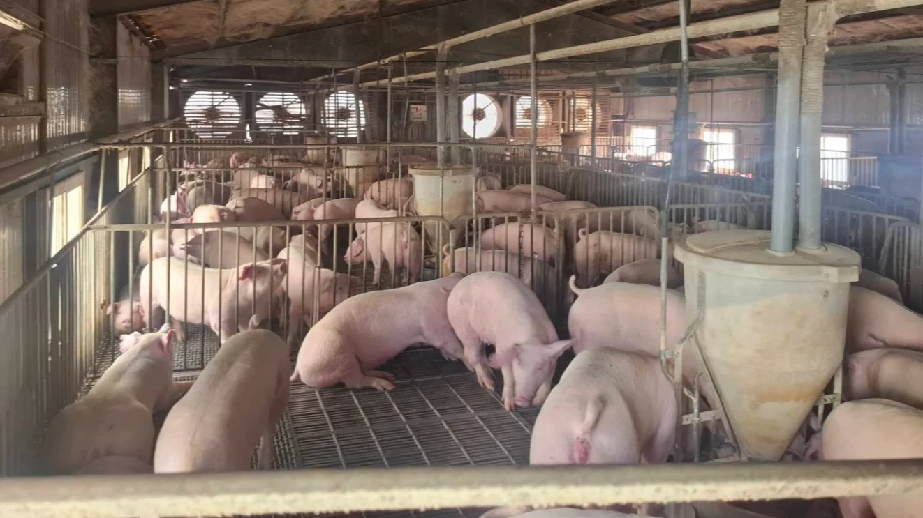 禁宰運15天補助出爐！廚餘養豬每頭300元、肉品場最高20萬　11/3開放申請