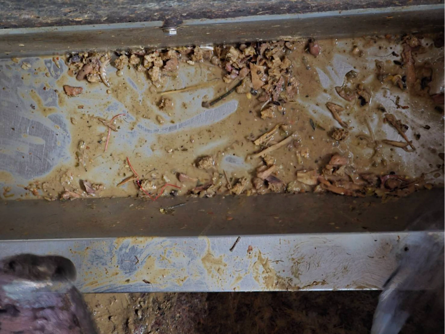 飼料槽也留有廚餘。新北市農業局提供