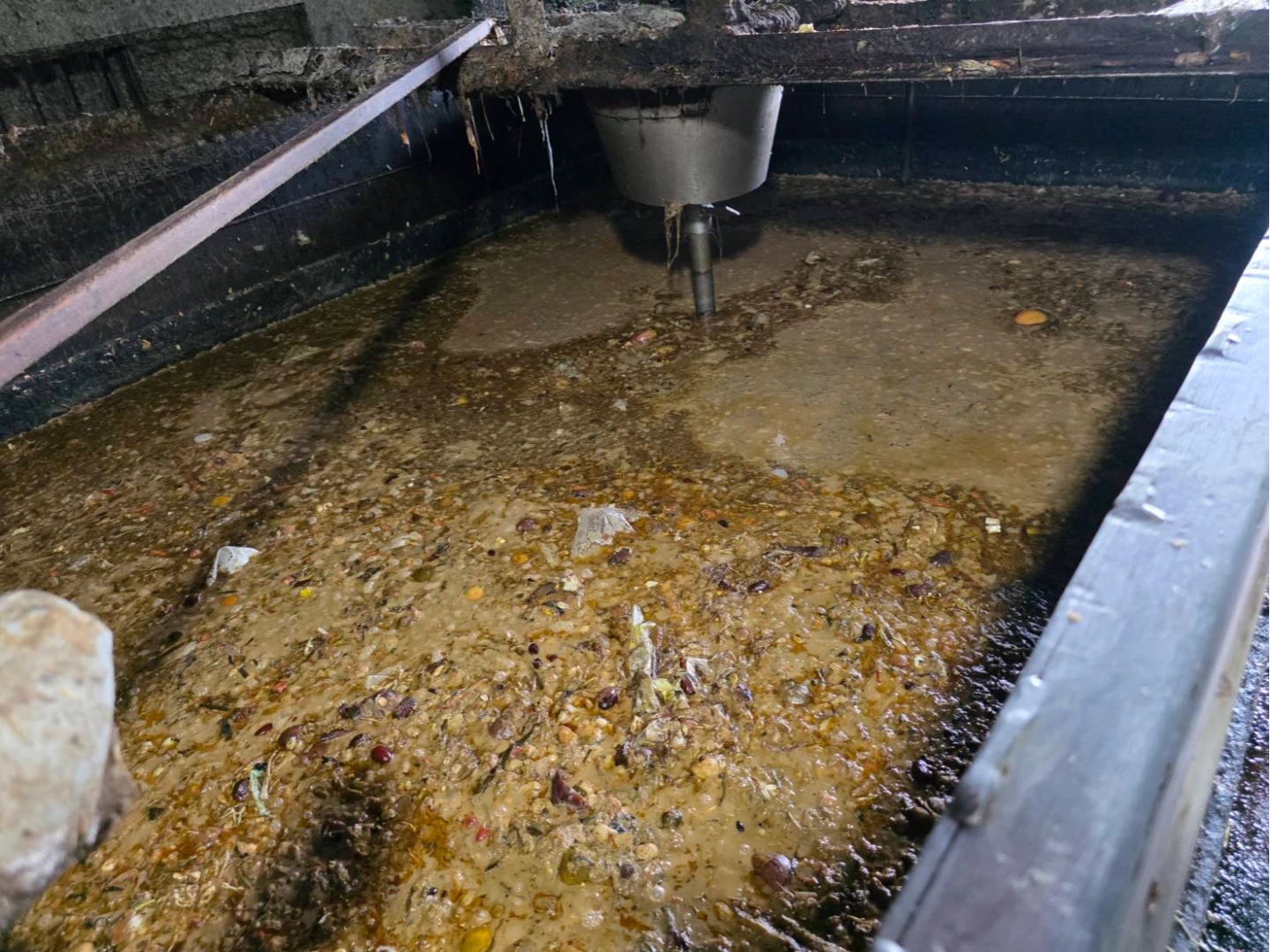 蒸煮槽內被發現廚餘。新北市農業局提供