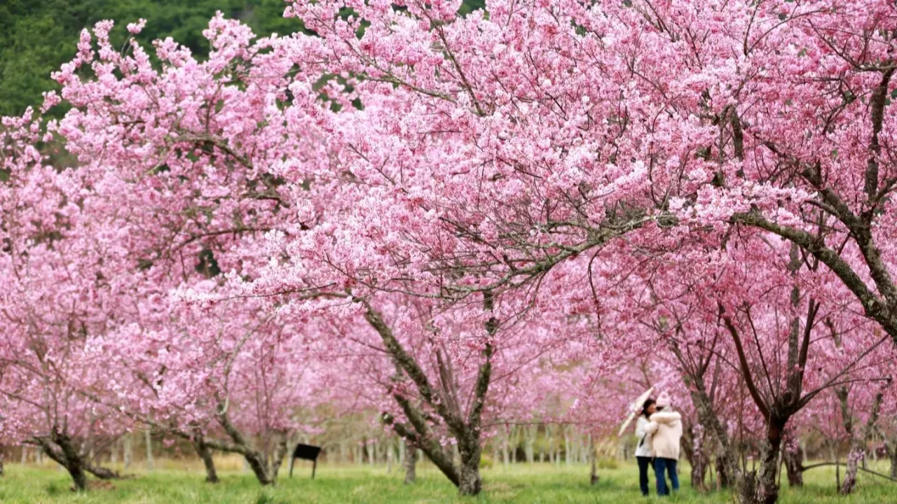 2026武陵櫻花祭今天開放訂房,不到3分鐘即搶訂一空。取自FB@武陵農場