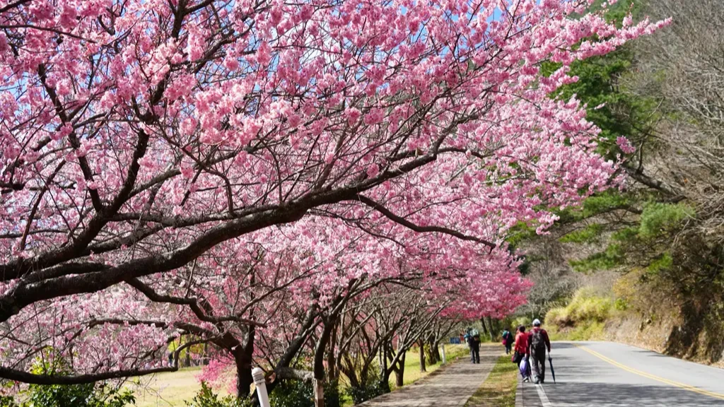 武陵農場櫻花祭,每年都吸引大批民眾到訪,一賞「櫻花雨」之美。取自FB@觀光署