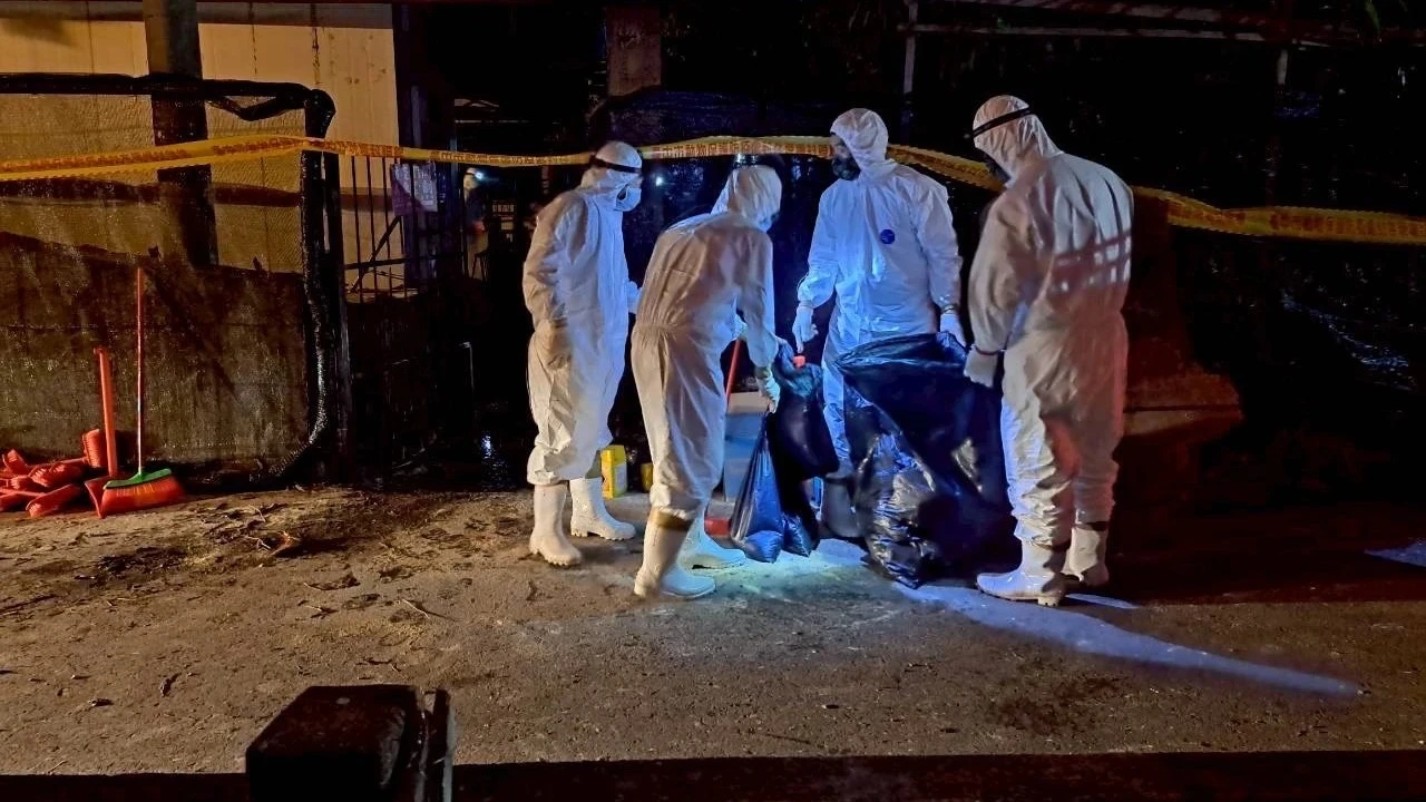 國軍徹夜清除台中梧棲非洲豬瘟案場內雜物。十軍團提供