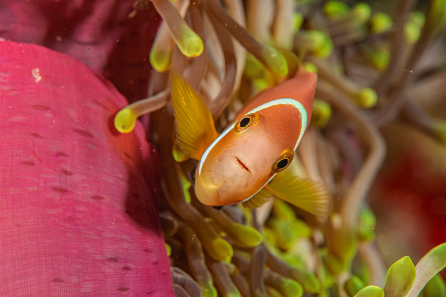 遊馬爾地夫注意！「2007年後出生者」全面禁菸　旅客也一樣