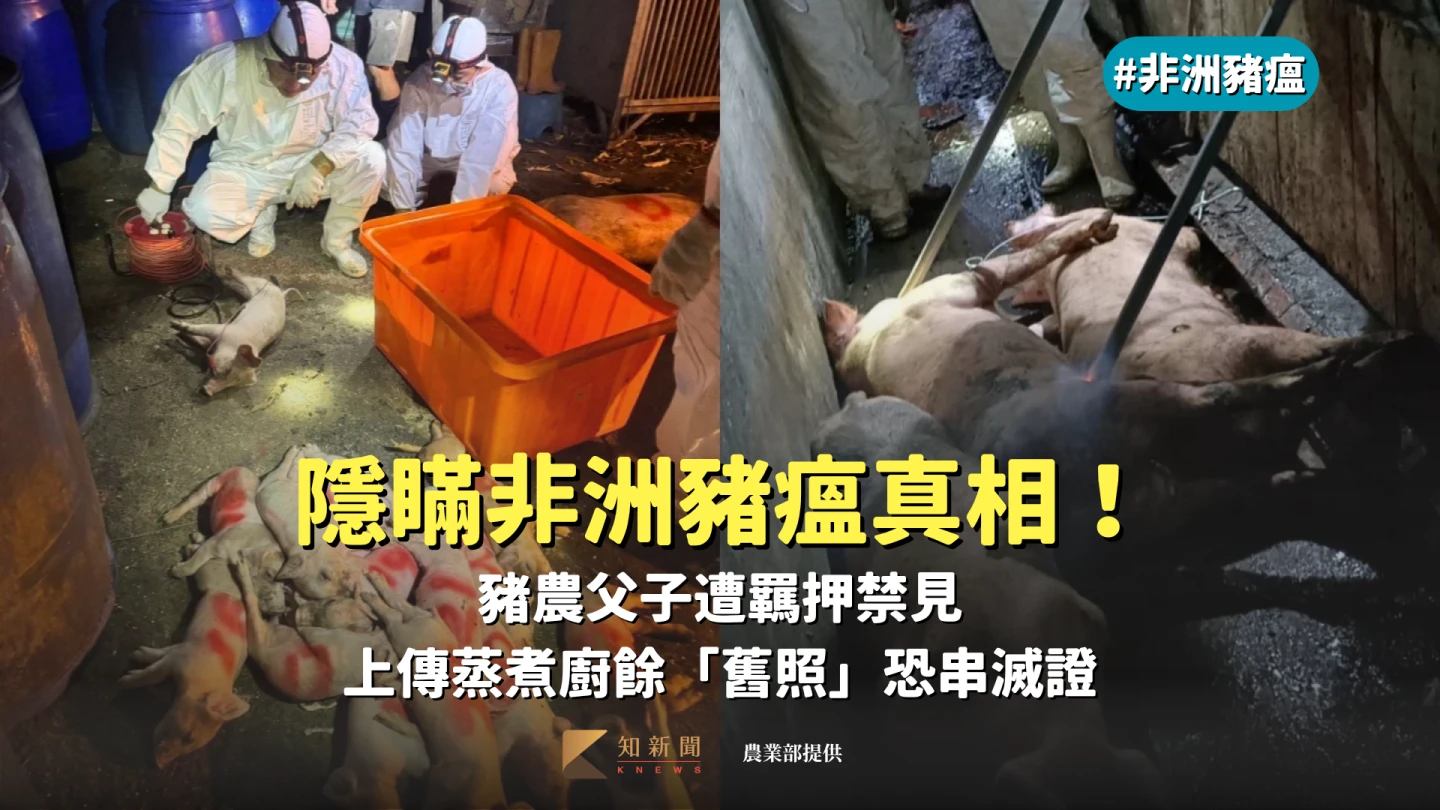 隱瞞非洲豬瘟真相！豬農父子遭羈押禁見　上傳蒸煮廚餘「舊照」恐串滅證
