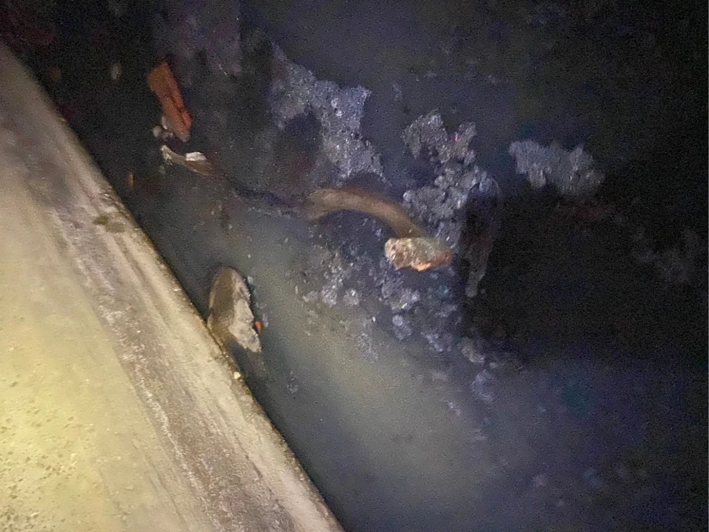 嘉義水溝驚見「人腿」！警大陣仗封鎖調查　真相令人哭笑不得