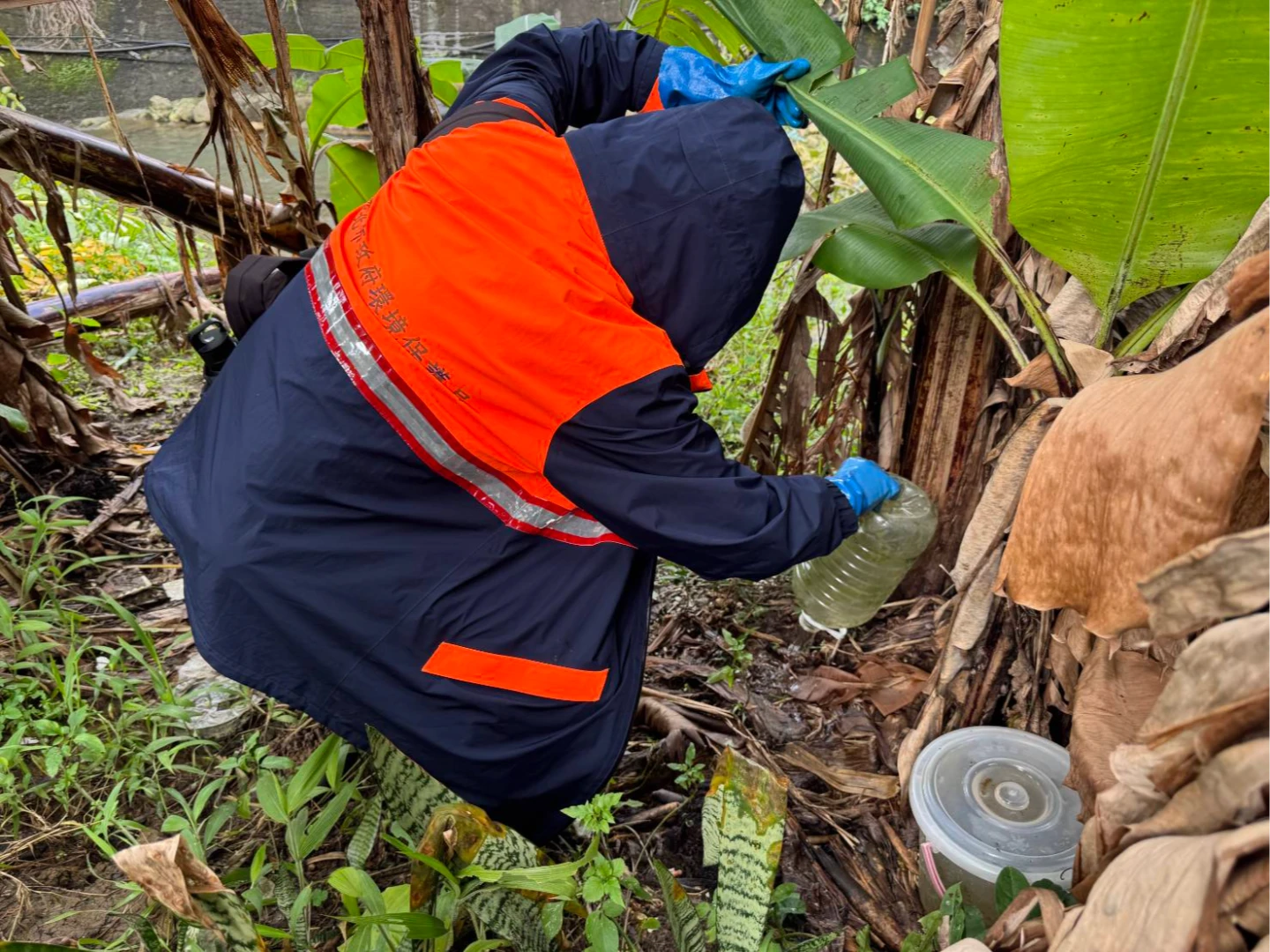 新北登革熱+1！67歲婦無國外旅遊史確診　衛生局籲清除家戶積水容器