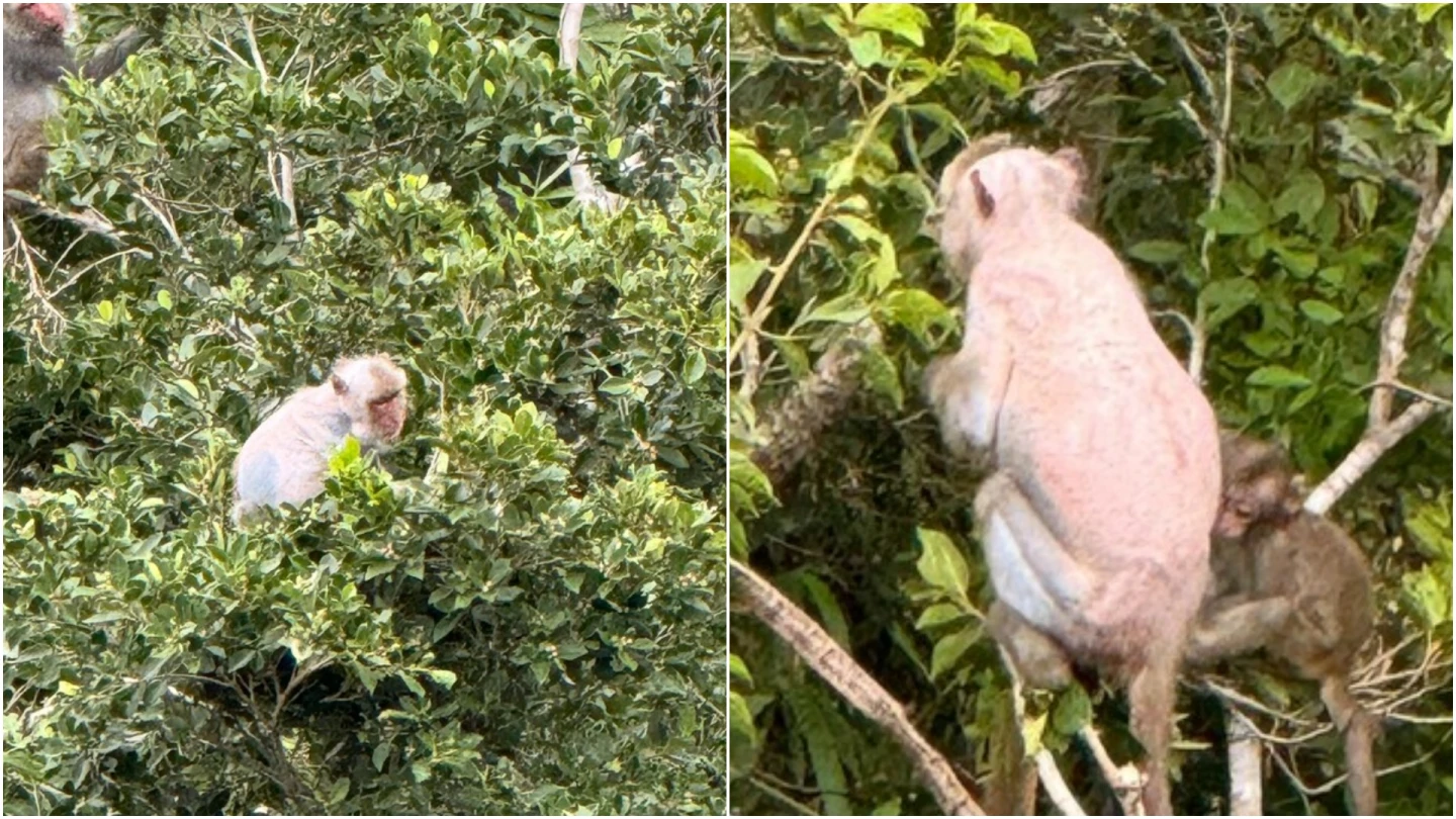 以為「罕見白猴」嗨爆！細看驚見光禿禿　「東河咕嚕」原因曝光